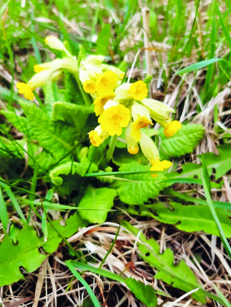 Autors: Lidija Ozoliņa