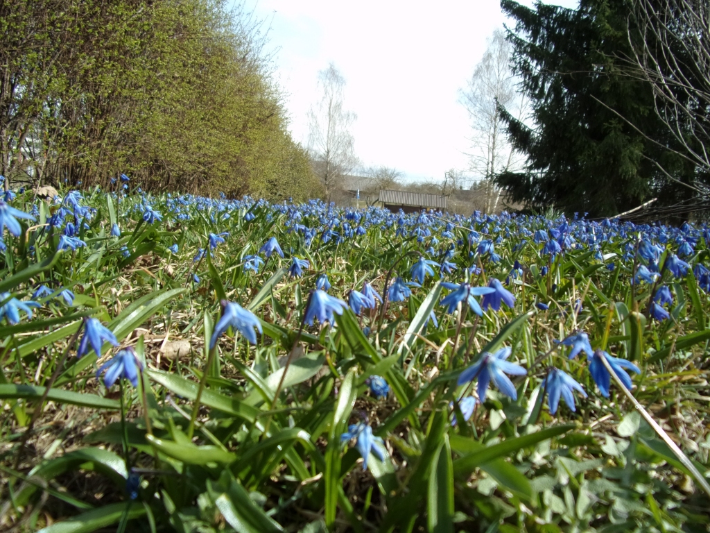 Autors: Inārs Dreijers