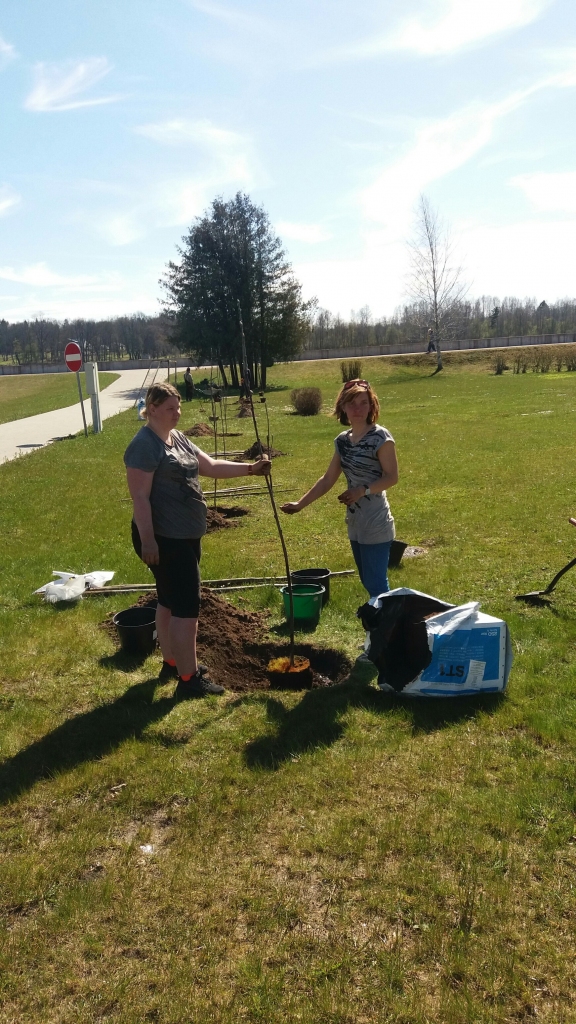 AUGS DEKORATĪVIE PĪLĀDŽI, ko stāda pašvaldības labiekārtošanas darbu strādnieki.