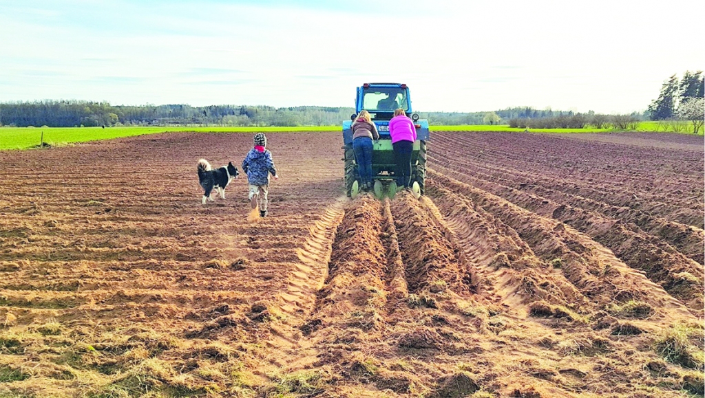 Kartupeļu stādītāji Aizkraukles pagastā.
Autors: Imants Kaziļuns
