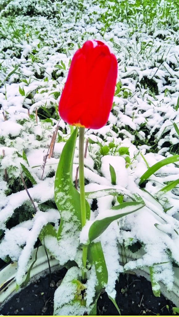 Koknesē.
Autors: “Staburaga” lasītāju iesūtītie foto