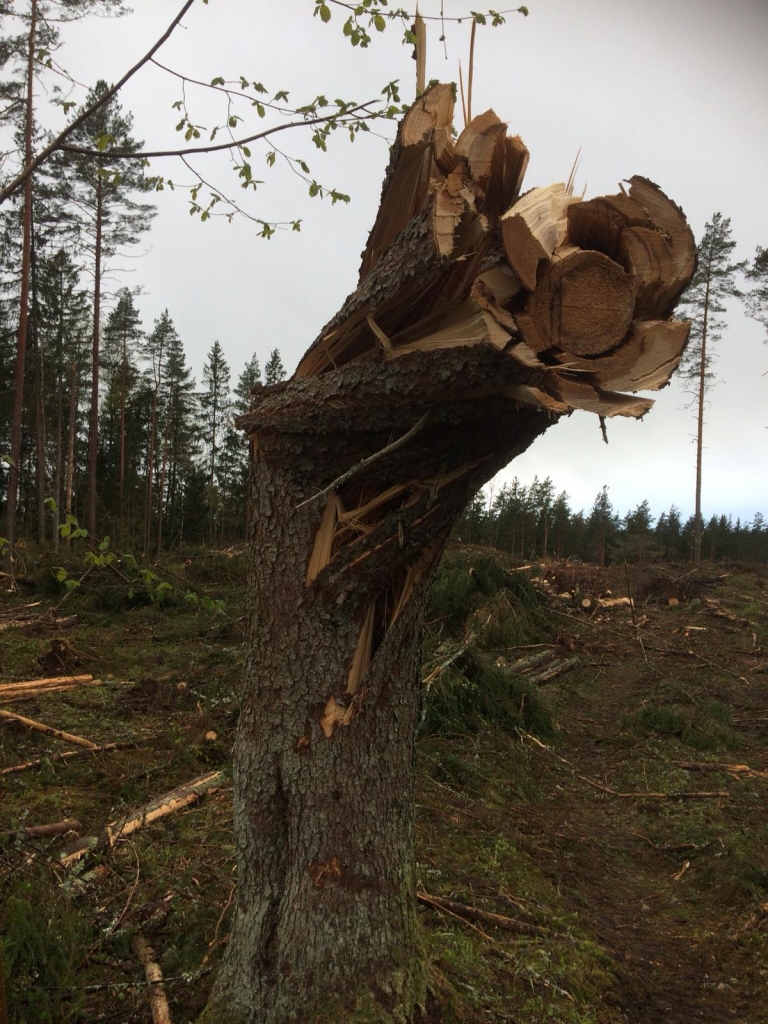 ZAUDĒTA UNIKĀLA VĒRTĪBA. “Ar vienu domes lēmumu, izsolot un kailcirtē nozāģējot 10 hektārus meža un neņemot vērā valdošos rietumu vējus, ir zaudēta trases unikālā vērtība — vēji turpina gāzt palikušos kokus, trase no vēja vairs nav pasargāta, un tagad “Mailēs” sanitārā cirte jāveic 13,58 ha platībā,” saka “Maiļu” patriots Arvīds Pīpkalējs. Viņš un biedrības “Sporta klubs “Vietalva”” valdes priekšsēdētājs Raimonds Spūls-Vilcāns uzskata, ka sanitārajā cirtē tiek izcirsts  vairākkārt lielāks apjoms, nekā dome uzrādīja izsoles noteikumos, tādēļ vērsās KNAB un citās iestādēs.
Autors: Arvīds Pīpkalējs