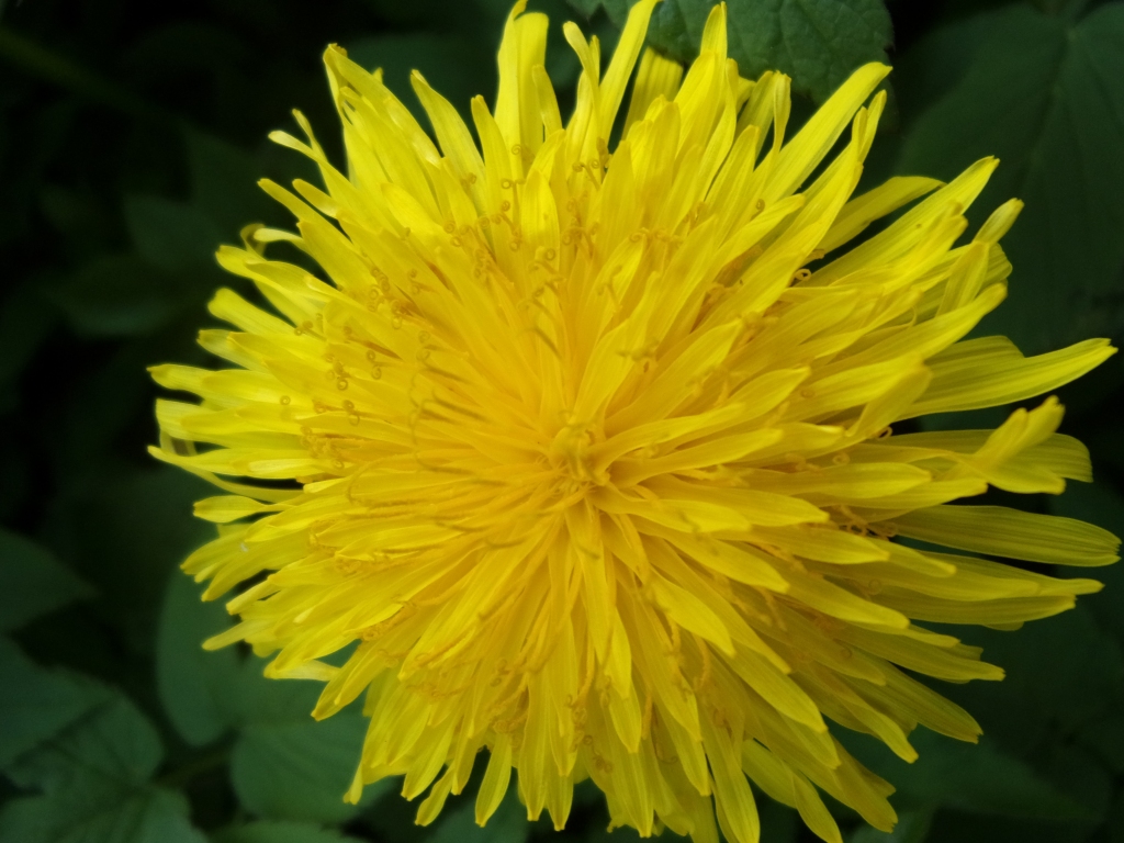 Autors: Inārs Dreijers