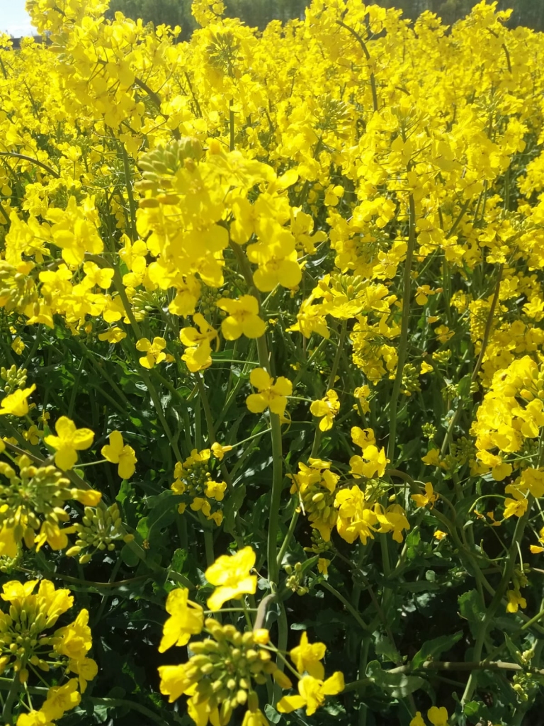 Autors: Silvija Karpoviča