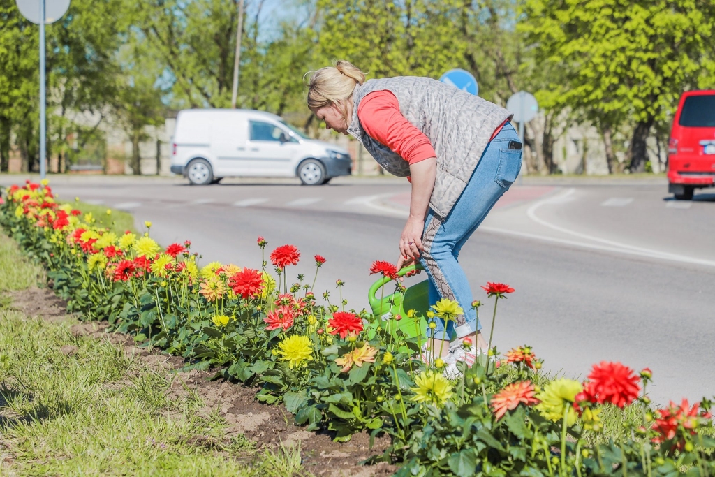 Aizkrauklē atgriežas dālijas. Spīdolas un Lāčplēša ielas apstādījumos Aizkrauklē atgriezušās dālijas, kas daudzus gadus bijušas pilsētas vizītkarte. Pirms vairākiem gadiem dāliju dobes tika likvidētas, to vietā iestādot dekoratīvos krūmus, kas laika gaitā saauga tik lieli, ka sāka traucēt autovadītājiem, jo aizsedza ielu, izbraucot no pagalmiem. Braucēji arvien biežāk par to aizrādīja, līdz Aizkraukles novada pašvaldība nolēma dekoratīvos krūmus izraut un to vietā atjaunot puķu stādījumus. Spīdolas un Lāčplēša ielā nelielos posmos izveidotas četras dāliju dobes, kurās saskaņā ar pašvaldības izpilddirektora Kaspara Sniedzīša sniegto informāciju iestādītas 600 dālijas, kuru kopējās izmaksas ir 940 eiro. Vai perspektīvā dāliju stādījumus varētu atjaunot visas Spīdolas un Lāčplēša ielas garumā, kā tas bijis agrāk? Kaspars Sniedzītis teic, ka tās ir ļoti lielas izmaksas, taču, ja no cilvēkiem būs labas atsauksmes un viņiem šie stādījumi patiks, var vērtēt šo ideju.
Autors: no Aizkraukles novada domes