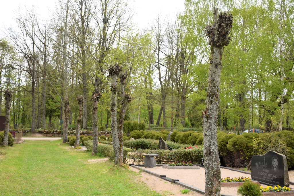 “Koku vērtība ir lapās, neatkarīgi, vai tie aug brīvi vai ir cirpti, tādēļ jānodrošina pietiekami liels pamatvainags. Šiem kokiem pamatvainags nav redzams vispār,” par Saules kapos apzāģētajām liepām saka eksperts Gvido Leiburgs.