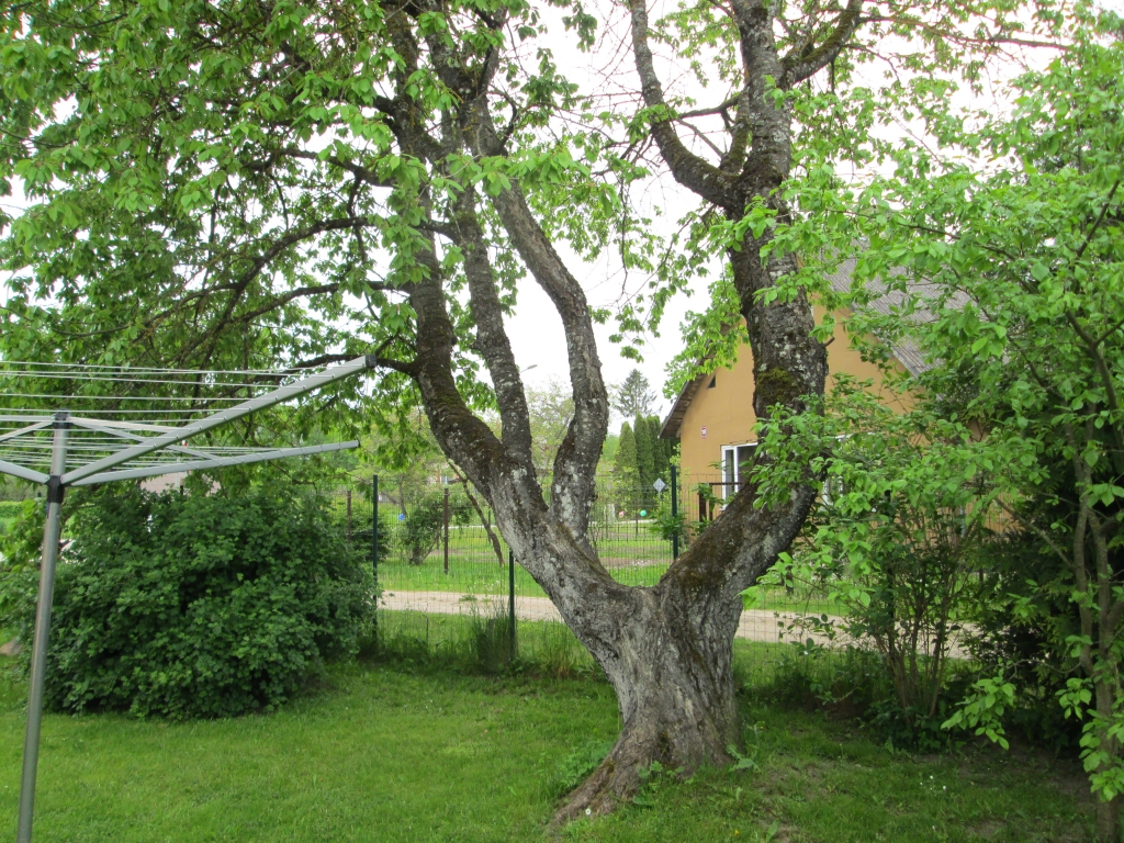 Milzis. Ja būtu konkurss, kas tas par koku, nez vai kāds uzminētu. Tas ir saldais ķirsis, kas šeit iestādīts aptuveni pirms 60 gadiem.