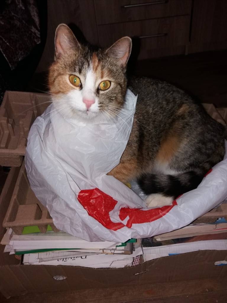 Tince pārbauda tīkliņu.