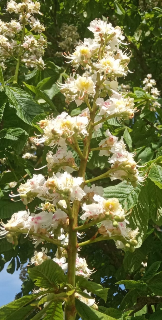 Autors: Ināra Sudare