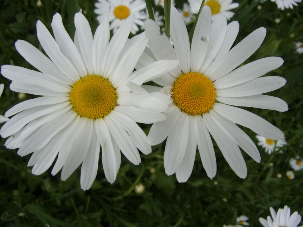 Autors: Inārs Dreijers