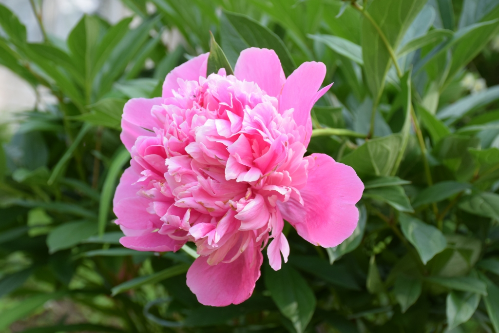 Autors: Agita Grīnvalde-Iruka