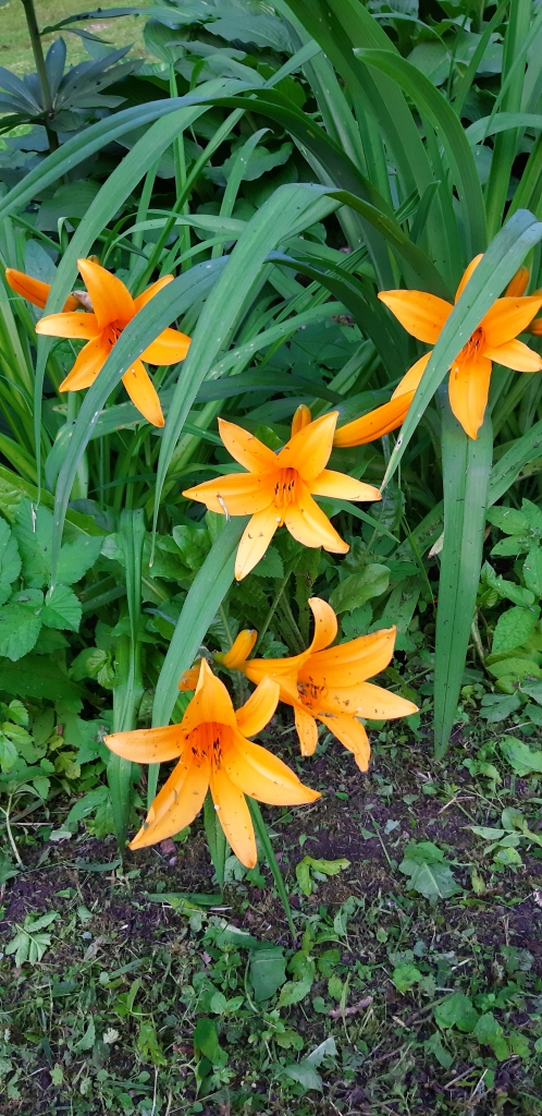 Autors: Agita Grīnvalde-Iruka