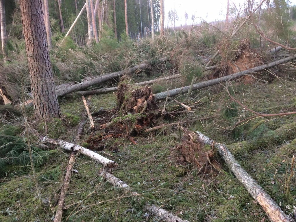 Budžets zaudē lielu summu. Pļaviņu novada dome pašvaldības īpašumā “Mailes 98”, ko nomā biedrība “Sporta klubs “Vietalva””, bez uzmērīšanas izsolīja 250 kubikmetrus vēja gāzto koku, kā arī vēl 30 kubikmetrus divos citos pašvaldības īpašumos, taču līdz šim izcirstais apjoms “Mailēs 98” ir 1100 kubikmetru. Biedrības pārstāvis Arvīds Pīpkalējs uzskata, ka tāda nesaimnieciskuma dēļ Pļaviņu mēram jāatkāpjas no amata, jo, pēc viņa aprēķiniem, novadam ir nodarīti ap 30 — 50 tūkstošiem eiro lieli zaudējumi.