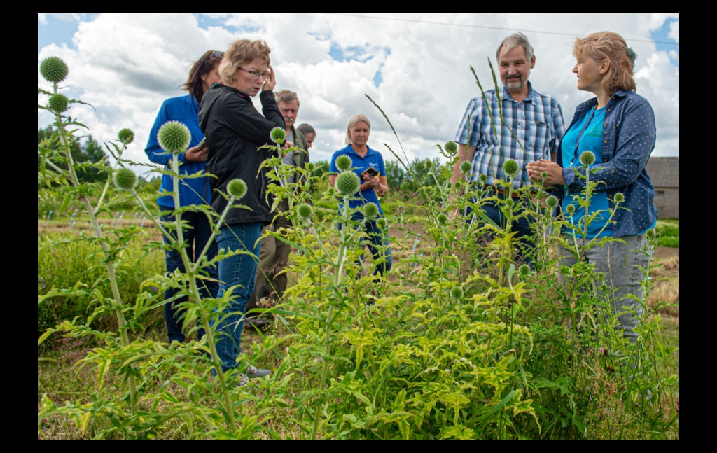 Pie dekoratīvās ežziedes. Ar nektāraugu pārzinātāju Aiju Rebāni (pirmā no kreisās).