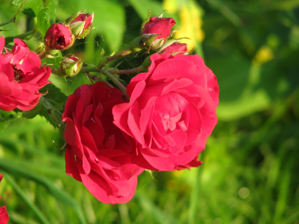 Autors: Solveiga Ivanova