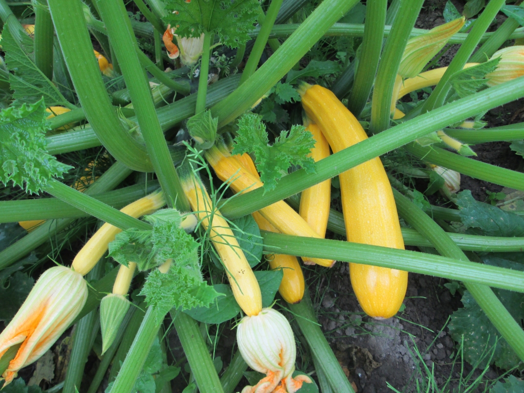 “Daudzbērnu māte.”  Visus kabača “bērnus” no viena rakursa nemaz nav iespējams nofotografēt.
