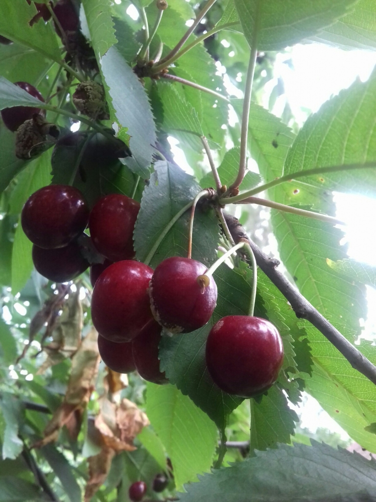 Autors: Silvija Karpoviča.