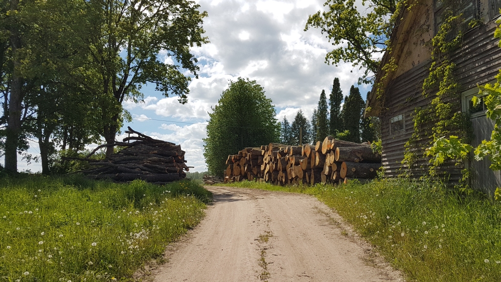 OZOLU GRĒDA. Ozola bluķu diametrs nav mazāks par 36 centimetriem. Grēdā sakrauti vairāk nekā 100 kubikmetru ozola, bet pavisam nocirsti vairāk nekā 300 kubikmetri koku, galvenokārt ozoli. Pēc stumbru apskates var secināt, ka tie lielākoties bijuši veselīgi koki. Valsts meža dienesta Sēlijas virsmežniecība lietas materiālus nosūtījusi Valsts policijas Aizkraukles iecirknim izvērtēšanai pēc Krimināllikuma 109. panta “Patvaļīga koku ciršana un bojāšana” pirmās vai trešās daļas, kā arī informāciju Kokneses apvienotajai pašvaldību būvvaldei ar lūgumu pēc īpašuma apskates izvērtēt, vai tajā esošās slēgtās meliorācijas sistēmas koku celmu izraušanas, rakšanas un zemes augšējā slāņa nostumšanas rezultātā nav bojātas vai iznīcinātas un vai nav saskatāmas Meliorācijas likuma 33. panta otrajā daļā paredzētā administratīvā pārkāpuma sastāva pazīmes.
Autors: Imants Kaziļuns