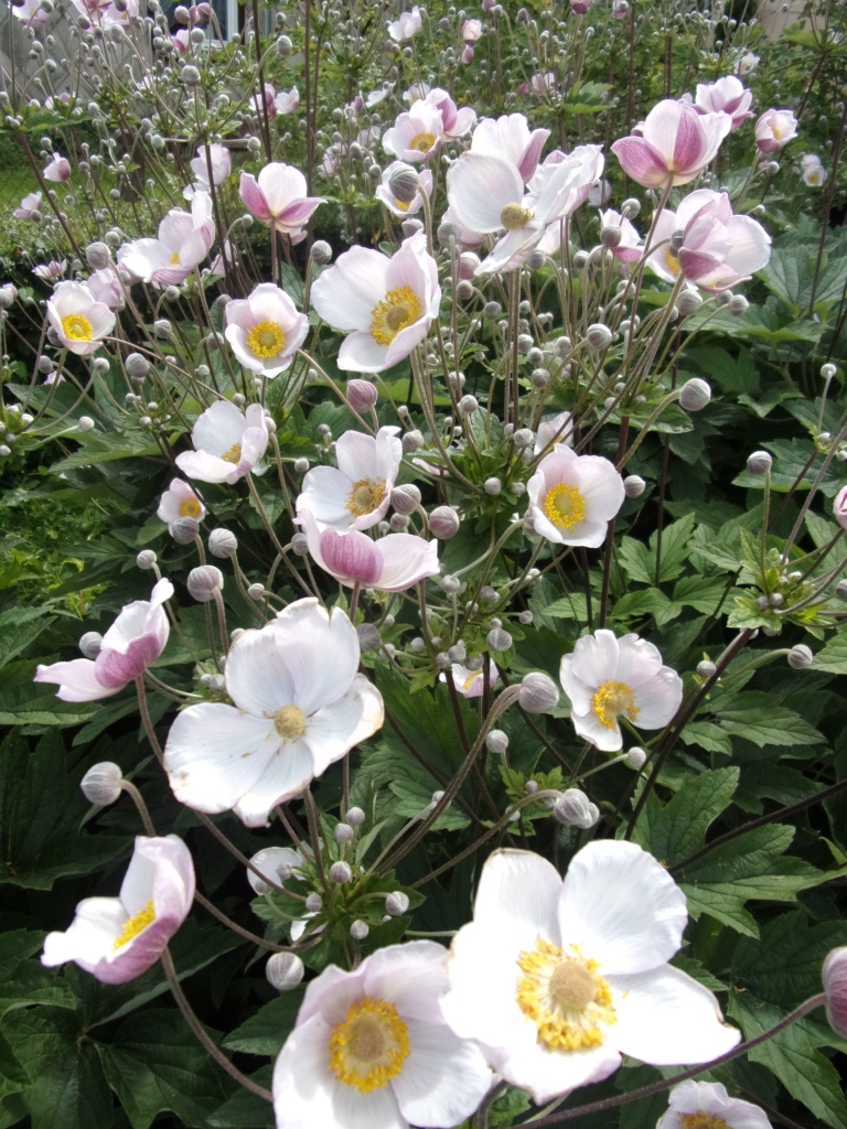 Autors: Inārs Dreijers