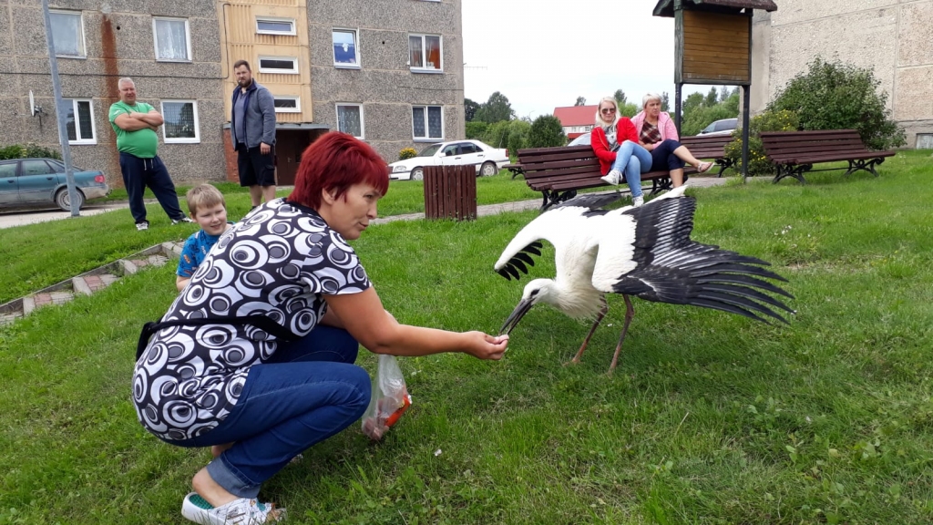 KĀRUMS — DESA. “Kur tad tavas brokastiņas? Nāc, pabarošu!” stārķa bērnu Cāli aicina Rita Hmeļa.
Autors: Solveiga Ivanova