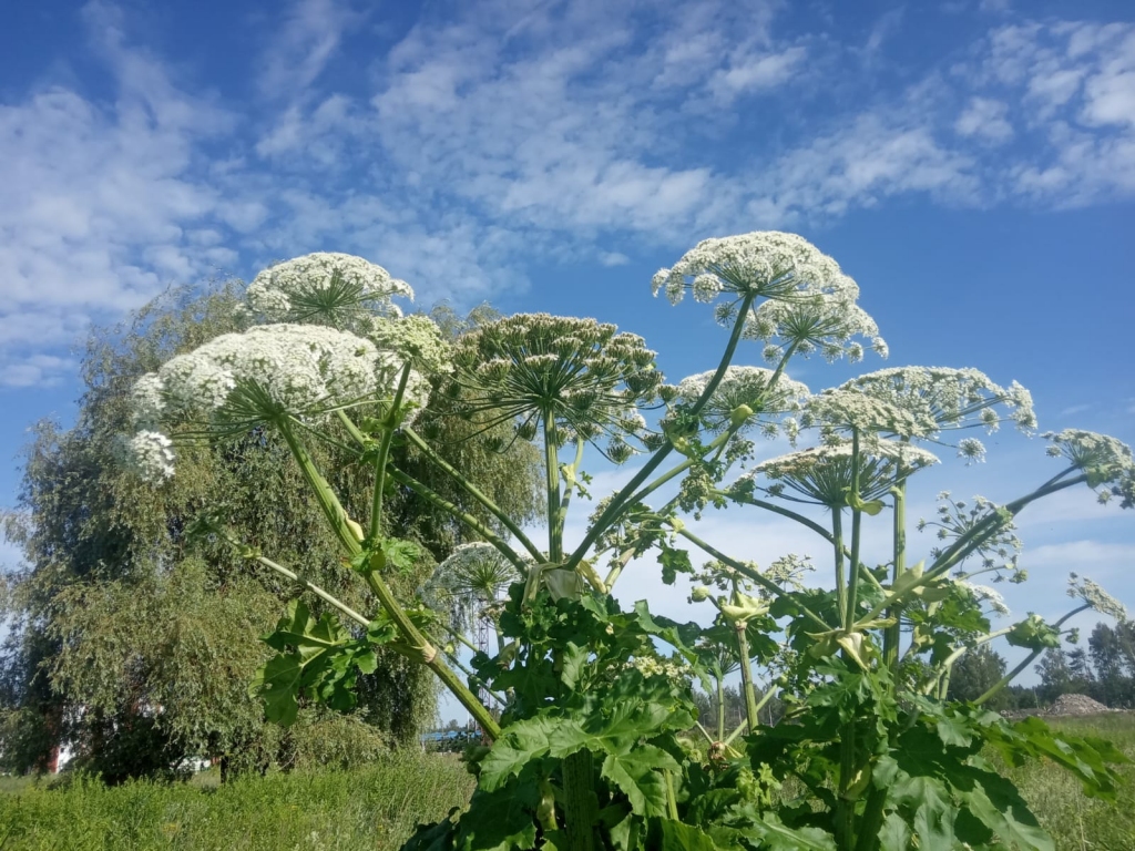 Autors: Ināra Sudare