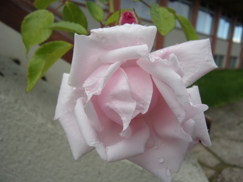 Autors: Inārs Dreijeris