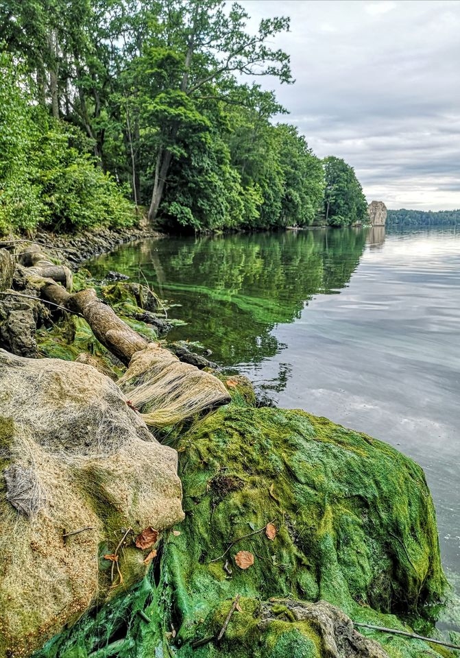 Skaistas, taču bīstamas — 
zilaļģes Daugavas piekrastē Koknesē.
Autors: Armands Legzdiņš