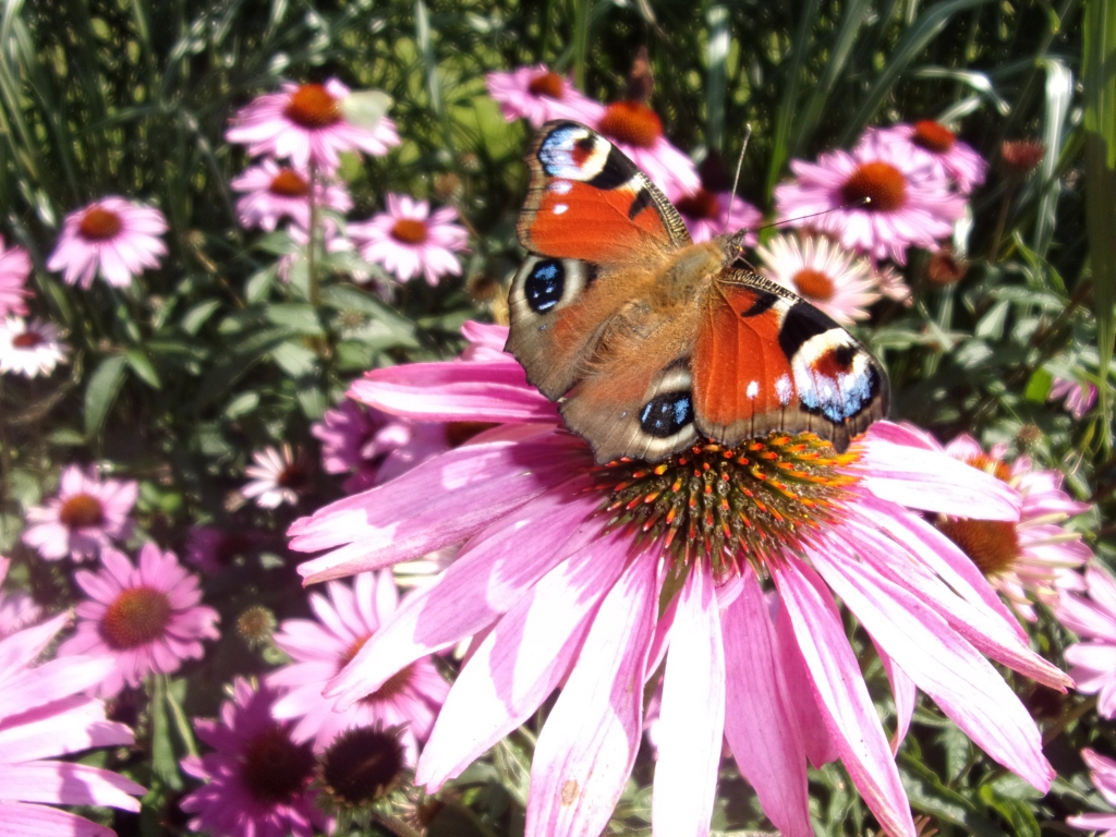 Autors: Inārs Dreijers