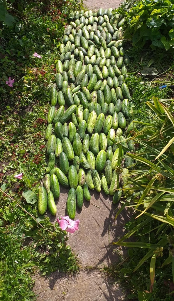 Pasaulē ir visādi ceļu klājumi — bruģa, asfalta, grants, bet šāds — gurķu ceļš —  ir tikai vienā eksemplārā  Aizkrauklē un arī pasaulē.  Tā “celtniece” ir aizkraukliete Baiba. Tiesa, viņai nav tik liela pieredze kā Latvijas ceļu meistariem, tāpēc tas sabojājās mazliet ātrāk nekā citi ceļu klājumi.
Autors: Iveta Skaba