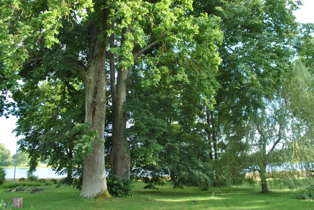 MŪŽU KOPĀ — ozols un liepa. Līdzās pa labi ainavu papildina vītols.