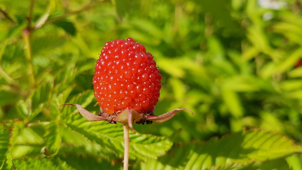 Autors: Imants Kaziļuns