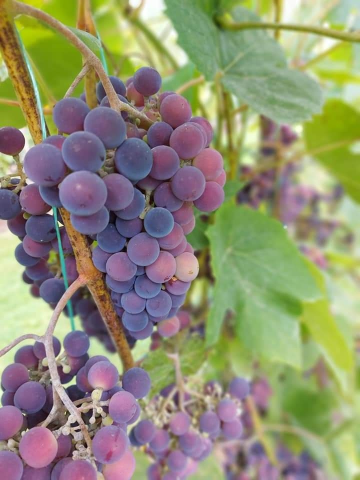 Autors: Ligita Saulīte