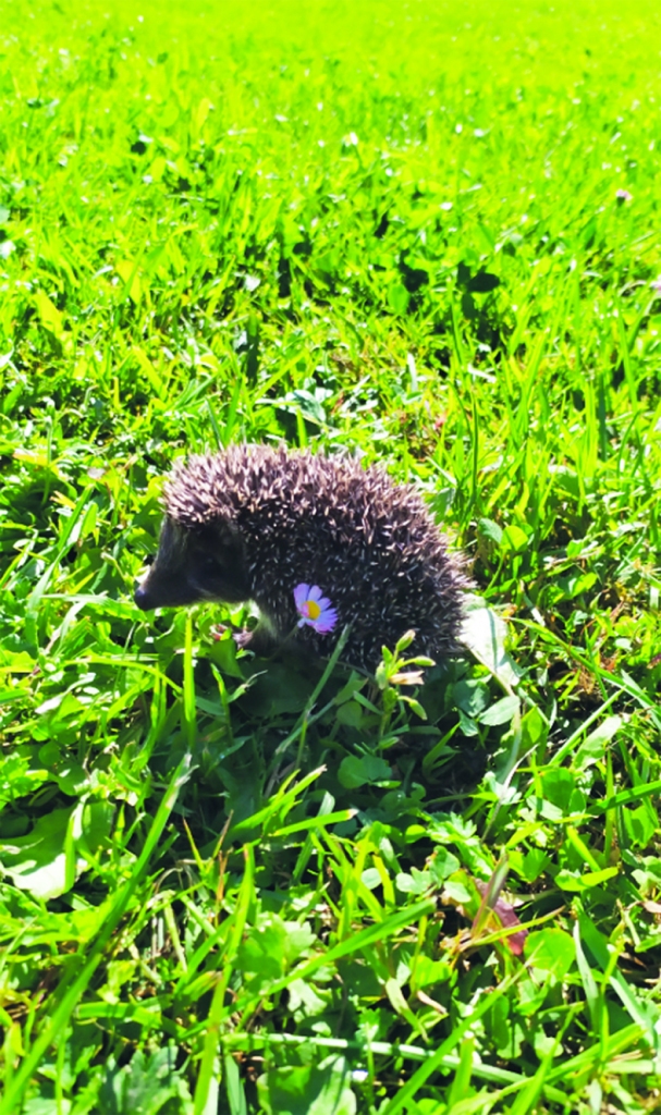 Brīnumainā pasaule.
Autors: Māra Kaško