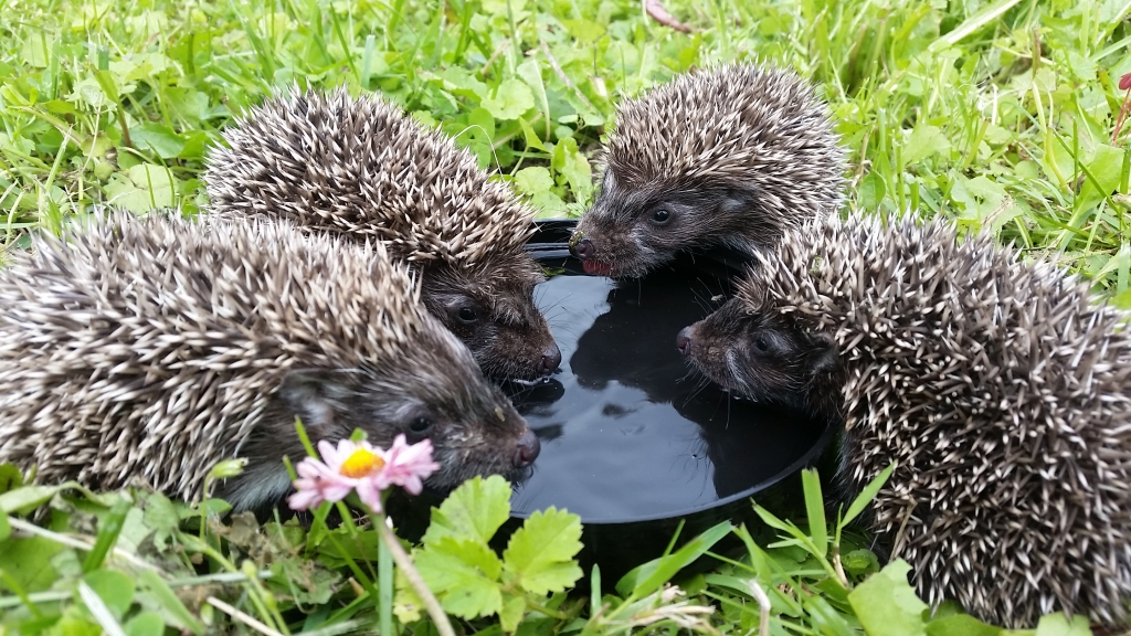 Ežu bērnu rīta rituāls.
Autors: Edgara Kaško foto