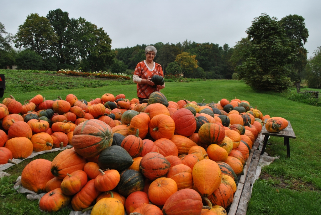 NEVAR NEPAMANĪT. Par šī gada ķirbju ražu priecājas gan pati klintainiete Veronika Kadakovska, gan garāmbraucēji, jo šo vareno kaudzi var redzēt pat no šosejas.
Autors: Sandra Pumpure
