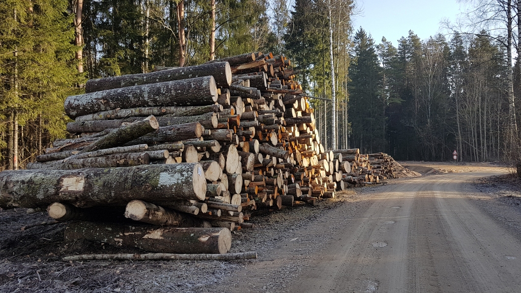 Latvijas lielāko kokapstrādes uzņēmumu vadītāji satraukušies par to, ka liela daļa kokmateriālu tirdzniecības noteikumu maiņas rezultātā varētu aizceļot uz ārzemēm, vietējos atstājot bez izejmateriāliem un darba. Apaļkoku grēda “Latvijas Valsts mežu” teritorijā Neretas novada Zalves pagastā.
Autors: autora