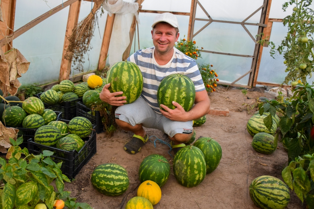 Guntis Bubins. Arbūzu guru no Neretas novada Sproģiem.