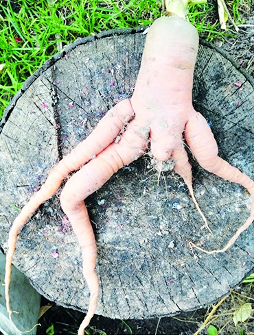 Burkāni — akrobāti no Neretas.
Autors: no Maijas Mačekas albuma