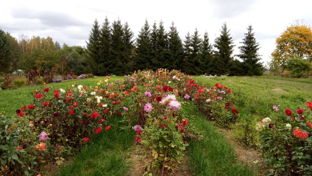 Dālijas vēl nav nometušas ziedu rotu, iepriecinot savu kopēju Janīnu Ziediņu Sērenes pagasta “Kalnozolos”.