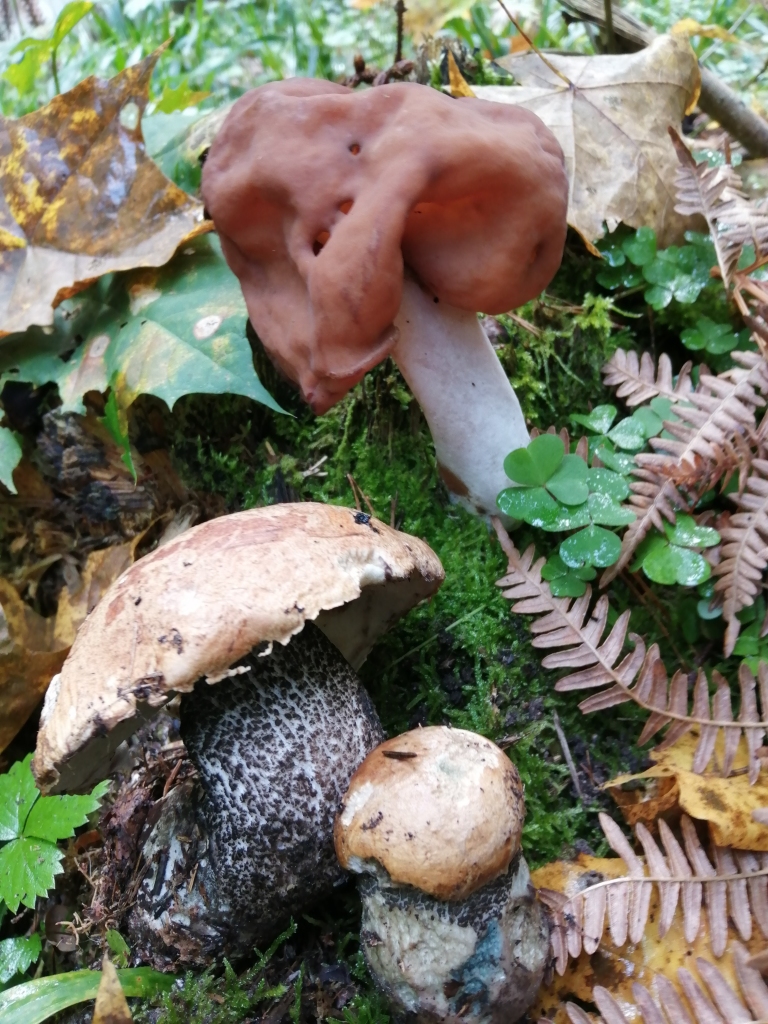 Autors: Maija Mačeka