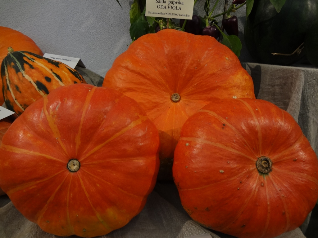 Autors: Ināra Sudare