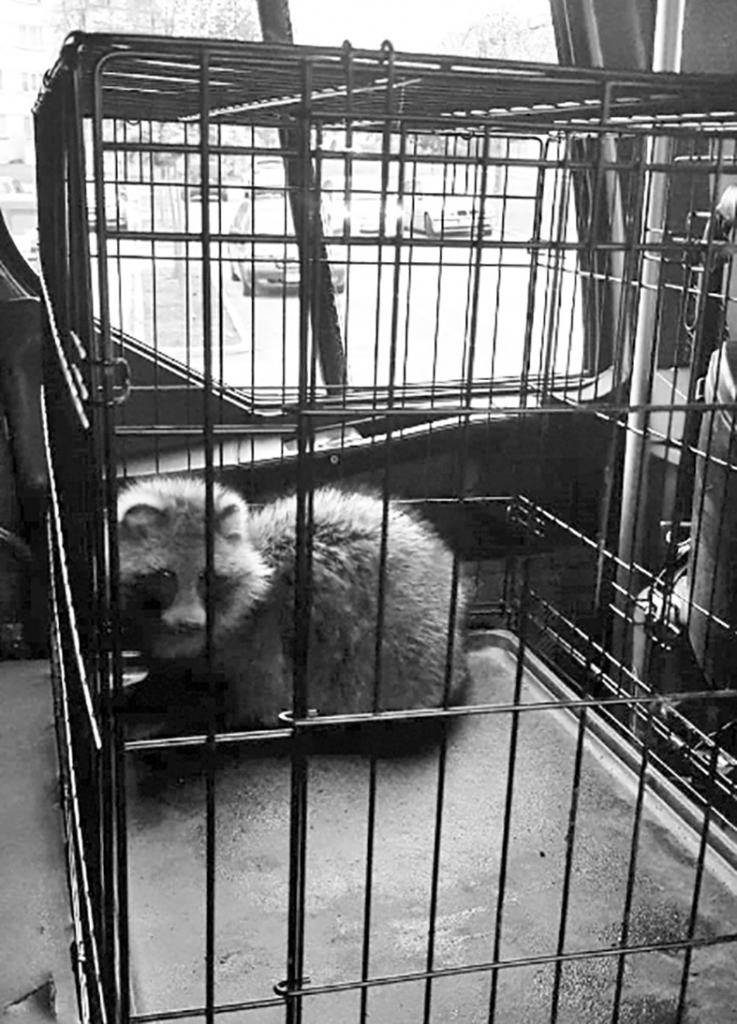 Ugunsdzēsēji glābēji dzīvnieku noķēra un ārpus pilsētas palaida brīvībā.
Autors: no VUGD