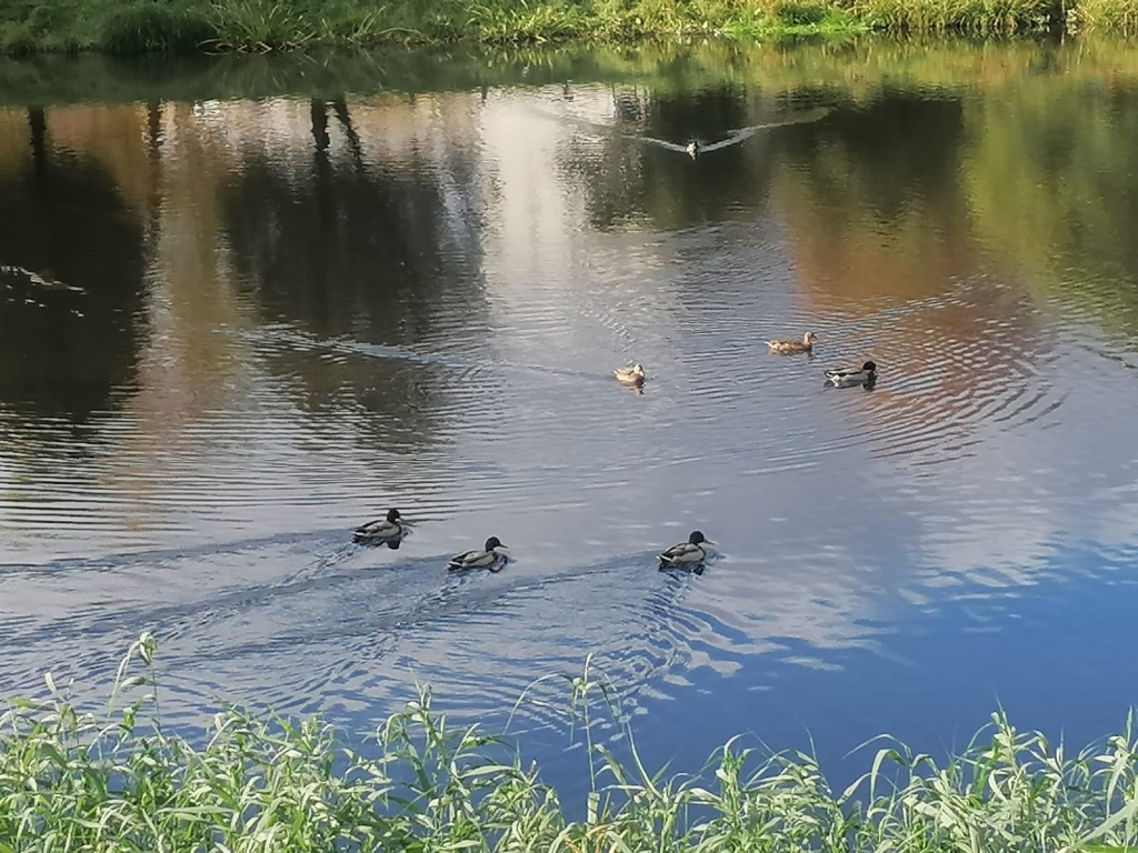 Baudot rudeni. Aizkraukles pilsētas dīķa pastāvīgās iedzīvotājas pīles garāmgājēji regulāri pacienā ar kādu gardumu. Pirms to darīt, svarīgi zināt, kāda pārtika putniem ir vispiemērotākā.