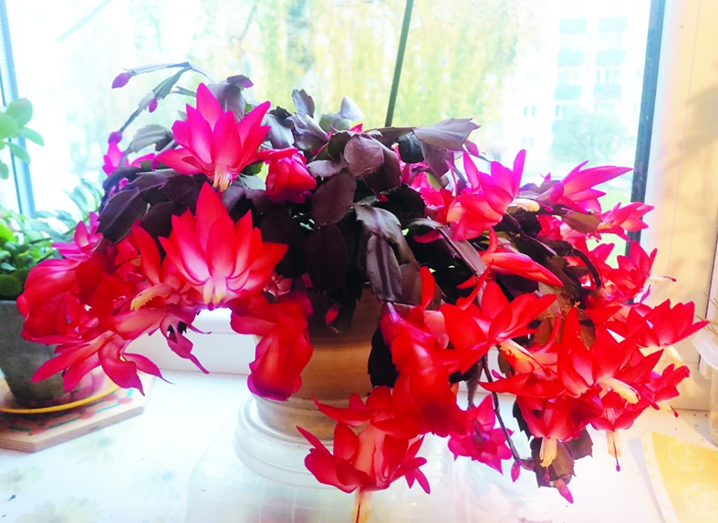 Autors: no personīgā albuma