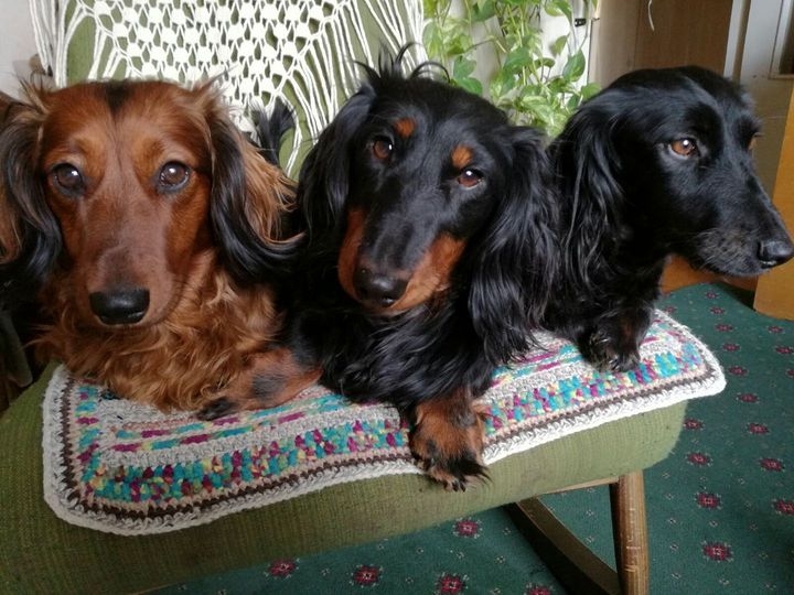 TRIJOTNE. Lote ar meitu Grietu un dēlu Ansi, kurš diemžēl jau citos medību laukos.
Autors: no Signes albuma