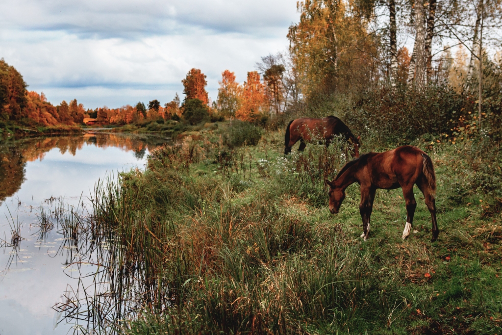 Arņa Ušacka konkursam iesniegtā fotogrāfija “Aiviekstes upes krastā”.
