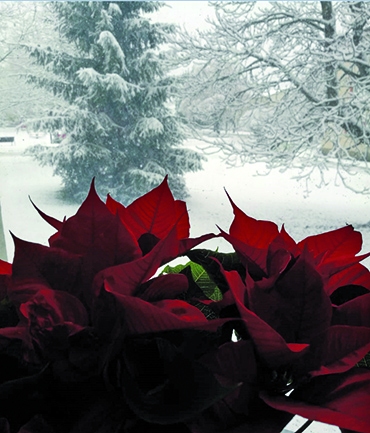 Autors: Dzintra Liepiņa