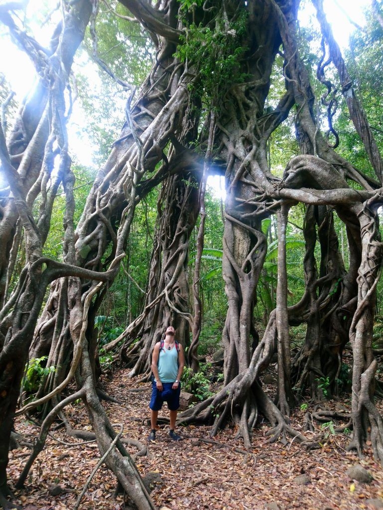 Piestājam pie kāda sešiem stumbriem kopā saauguša koka. Tie Katjenas nacionālajā parkā noteikti ir iespaidīgākie!
Autors: no ceļotāju albuma