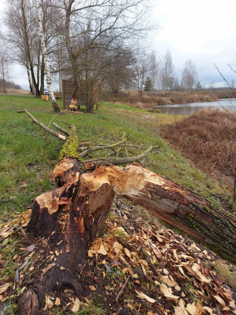Aizkraukles pagasta karjerā izveidotajā peldvietā bebrs nograuzis lielu daļu koku. Peldvietas apmeklētāji aicina Aizkraukles novada domi pasargāt palikušos kokus, bet pašvaldība vēl meklē labāko risinājumu, kā ar bebru cīnīties.