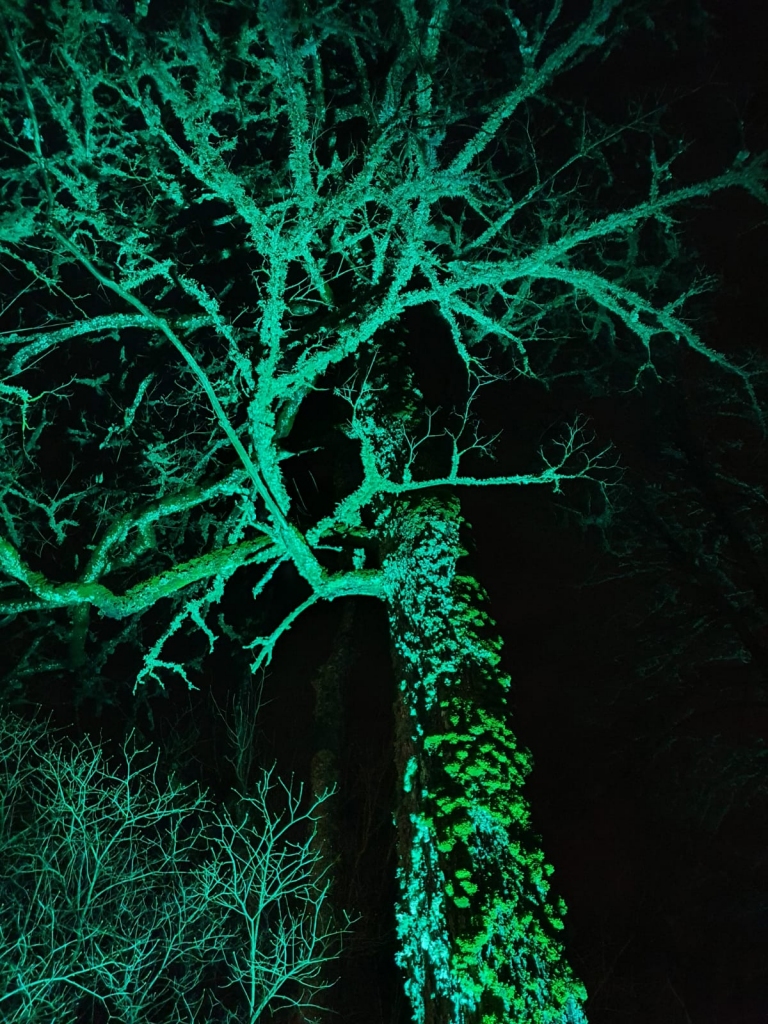 Arī koki mirdzēja dažādās krāsu niansēs.